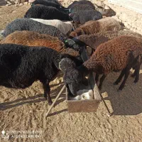فروش چند راس شیشک ماده همو وهترو
