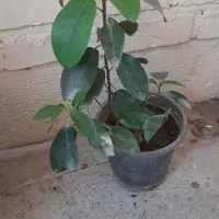 گل و گیاه|گل و گیاه طبیعی|دزفول, |دیوار