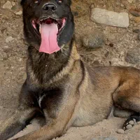 توله مالینویز گرگی اصیل و زرنگ