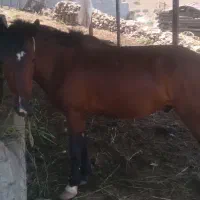 فروش اسب