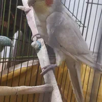 عروس سخن گو