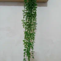 گل شمشاد