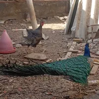 فروش بوقلمون ماده