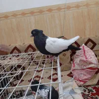کبوتر