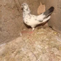 یک سار تهرونی ماده