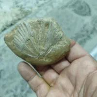 فسیل