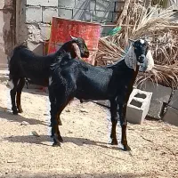 دوتا چپش نری چاق