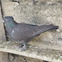 کفتر پور