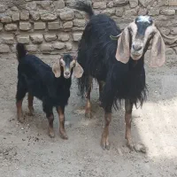 یک راس بز بزغاله دار درشت درجه یک مست پاکستانی