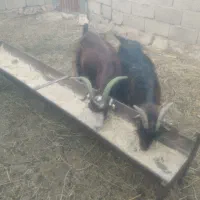 بز جوان