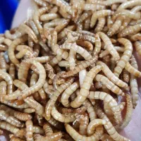 میلورم زنده ممتاز