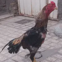 خروس لاری اوشامو