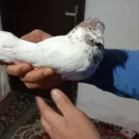 کبوتر کله دار