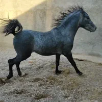 نریان کرد ۵ ساله