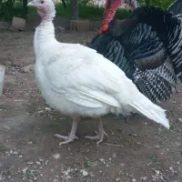 فروش دو عدد بوقلمون برونزی نر سفید ماده