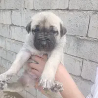 یک جفت توله ماده اصیل سراب به فروش می‌رسد