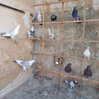 فروش ۱۴ طوق کفتر پرشی