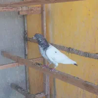 کفتر|پرنده|اسلام‌شهر, شهرک مفیدی|دیوار