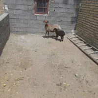 سه‌راس میش بره‌جوان‌
