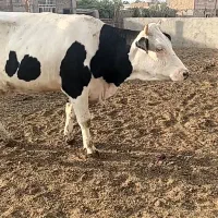گاو