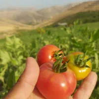 کارگر خانم برای کار کشاورزی