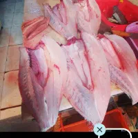 انواع ماهی دریایی