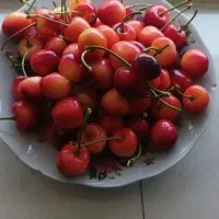 گیلاس تک دانه بنادک سادات