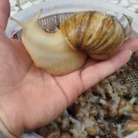 حلزون غول پیکر آفریقایی