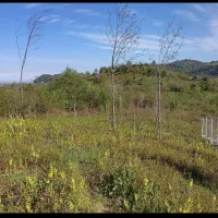 زمین باغی خارج طرح هادی