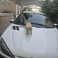 پت نژاد شیتزو پامر