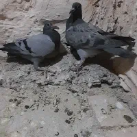 جفت جوجه المان