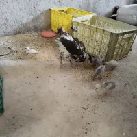 مرغ گلین همراه با۵عدد جوجه طوسی یک ماهه