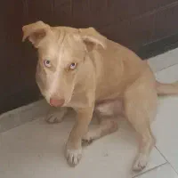 سگ اشپیتز|سگ|پرند, فاز ۴|دیوار