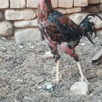 خروس