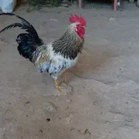 خروس بزرگ