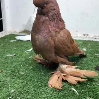 بوم کبوتر رنگی طوقی نوک قنار زاغ آبادانی صرب دوکت