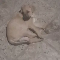 توله سگ
