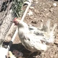 مرغ گلین با دوتا جوجه