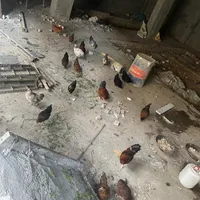 مرغ وخروس|حیوانات مزرعه|تهران, نازی‌آباد|دیوار