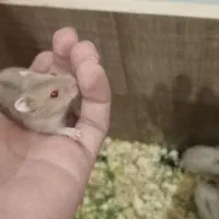 همستر ۱ ماهه