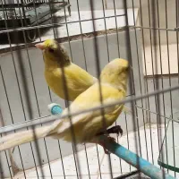 قناره رولر هارزتس