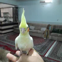 عروس هلندی جوجه ۳ماهه