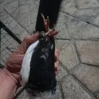 کبوتر