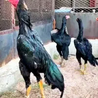تخم‌ نطفه دار اوشامو لاری افغان مرغ خروس