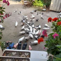 کبوتر  پروازی مسابقه ای