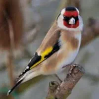 سهره عروس هلندی قناری
