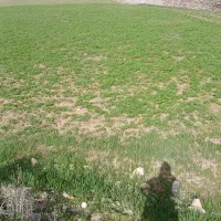 زمین در روستای النجق.مرند