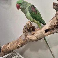 شاه طوطی