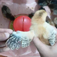 فروش‌جوجه‌۱۵روزه‌گلپایگانی‌وامپراطور