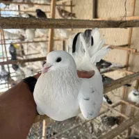 کفتر